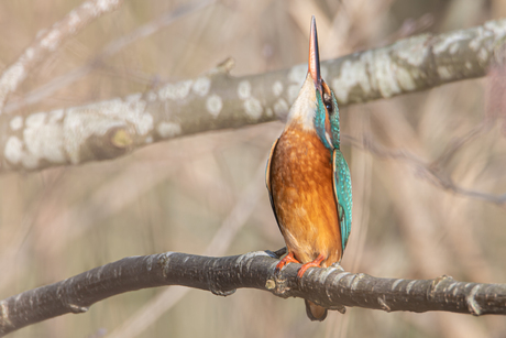 Ijsvogel