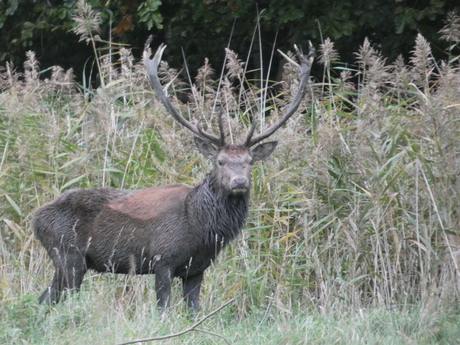 edelhert met groot gewei