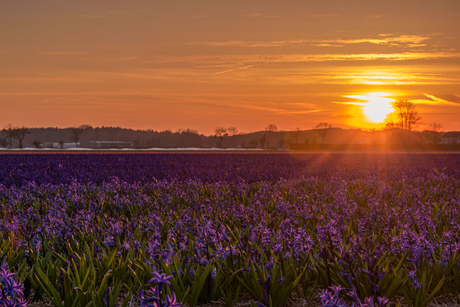 Zonsondergang boven een bollenveld