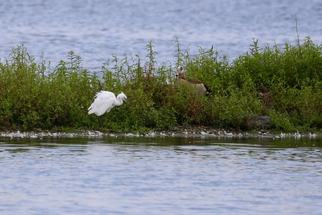 Kleine zilverreiger