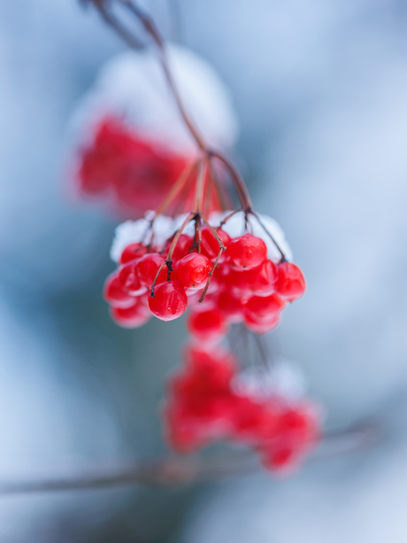 Rode bessen met sneeuw