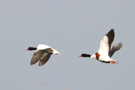 Bergeenden in vlucht