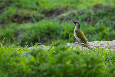 Groene Specht