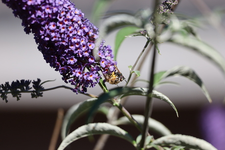 Bloemetjes en bijtjes