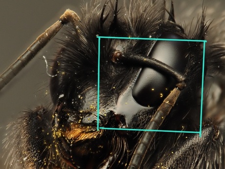 Crop van een foto met een Steenhommel.