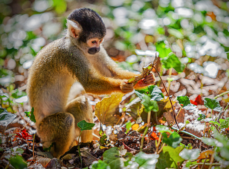 Het nieuws staat in de bladeren