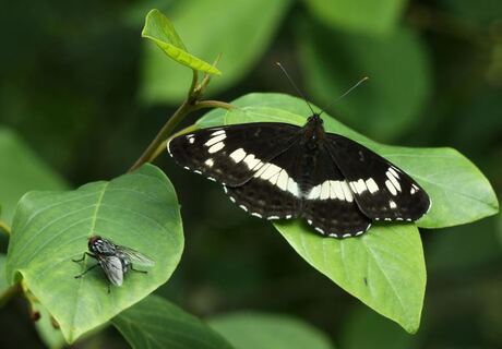Kleine ijsvogelvlinder