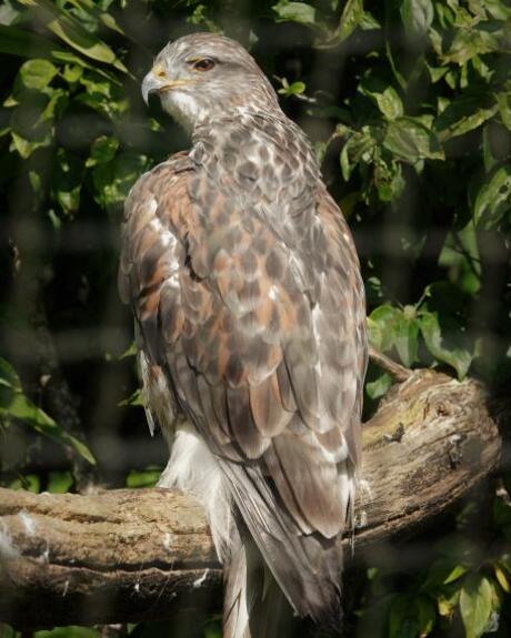Koningsbuizerd
