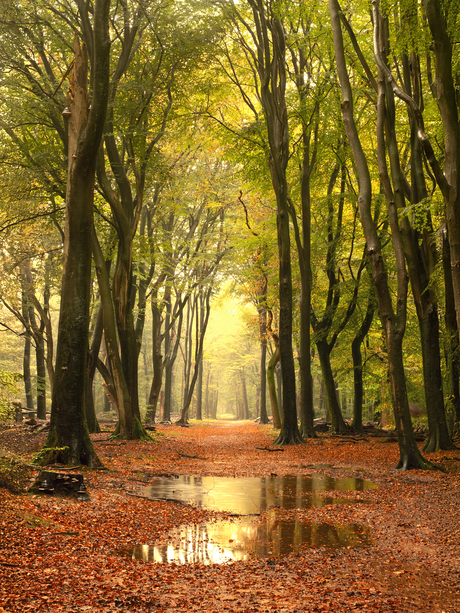 Herfst in het Speulderbos