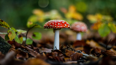  fly agaric