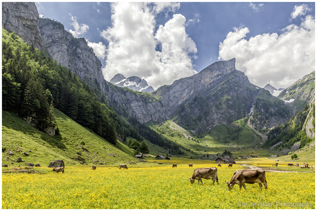 Koeien op de alpenwei