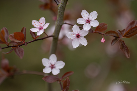 Kersenpruim bloesem 