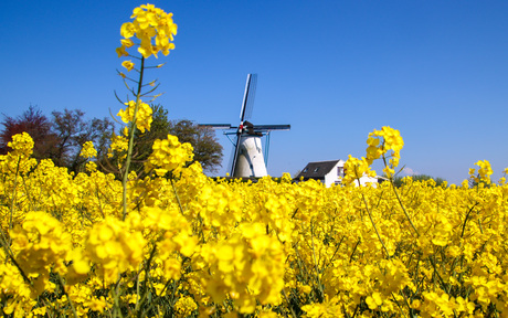 Strakblauw en knalgeel