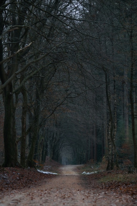 Into the dark forest...