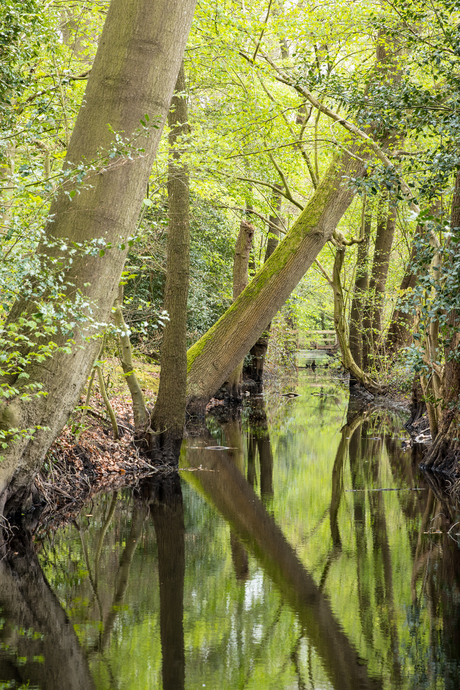 Reflectie in het bos