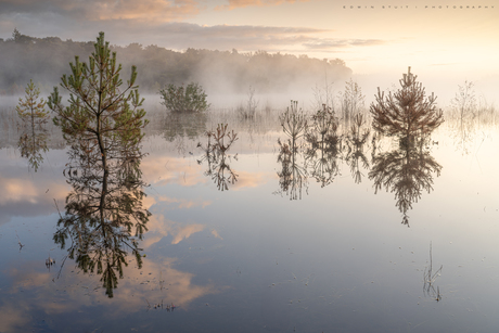 Magic trees