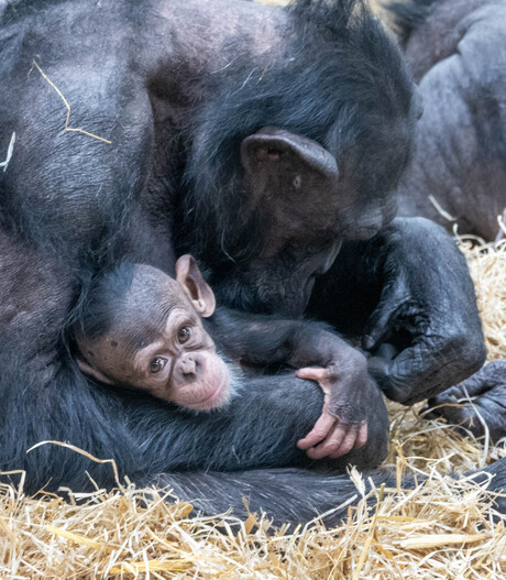 Baby chimpansee met liefhebbende moeder (2)