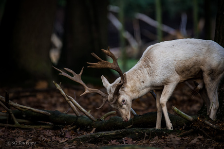 White deer