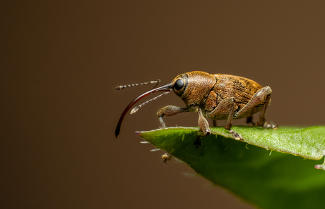 Kleine eikelboorder / Curculio glandium.