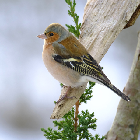 Vink