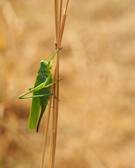 Grote groene sabelsprinkhaan