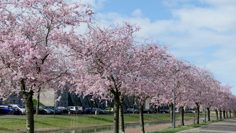 Rij bomen in bloesem