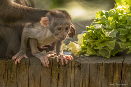 Kleine witkruinmangabey ..