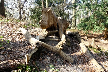 P1270458    Loosduinen  Ockenburg     Hyancintenbos , KUNST  in de natuur 11 mrt 2025  