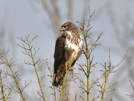 Speurende buizerd..