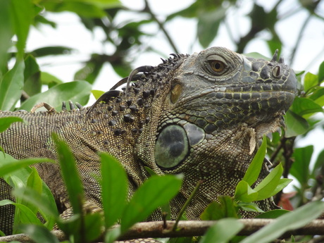 Iguana