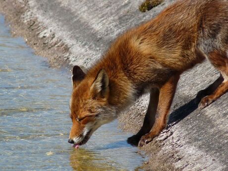 dorst