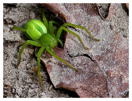 Groene jachtspin