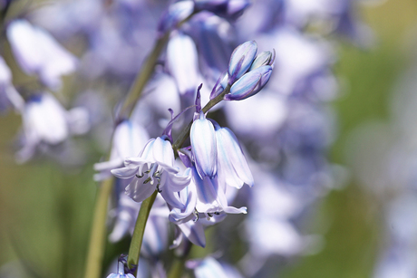 Purple Flower