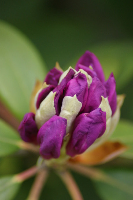 rododendron