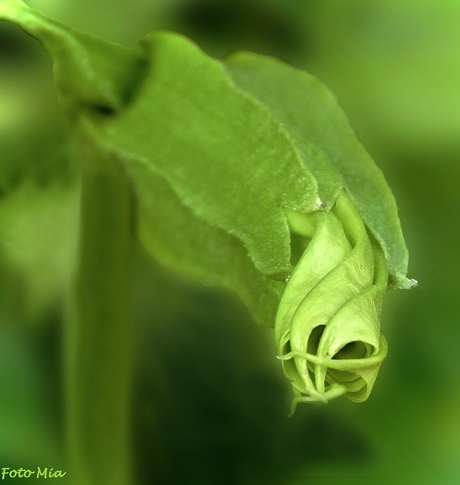 knop trompetplant...............