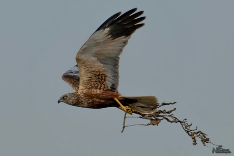 Nestbouw