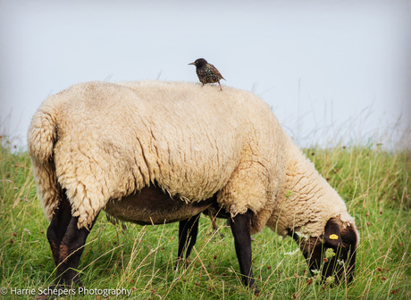 Mag ik een lift van u, mevrouw schaap?