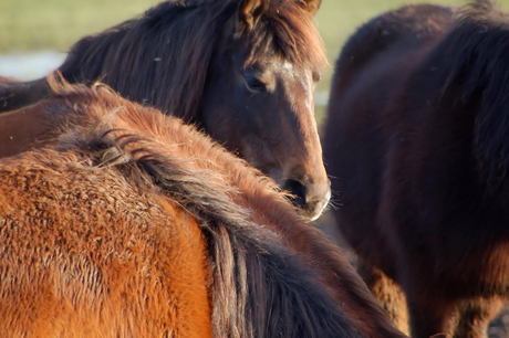 3 paarden