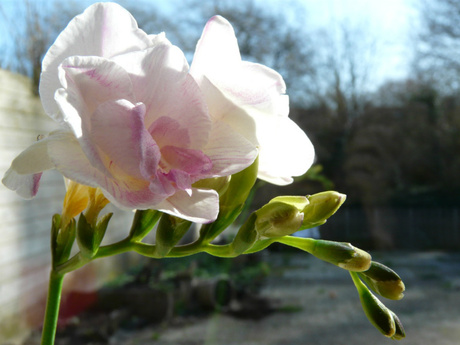 Mijn lievelingsbloemen