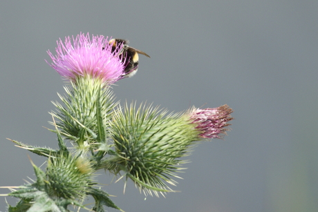 distel met bezoek
