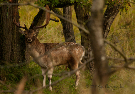 Male damhert