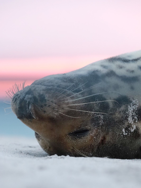 Grijze zeehond aan het dutten tijdens zonsopkomst 