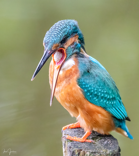 ijsvogel met braakbal