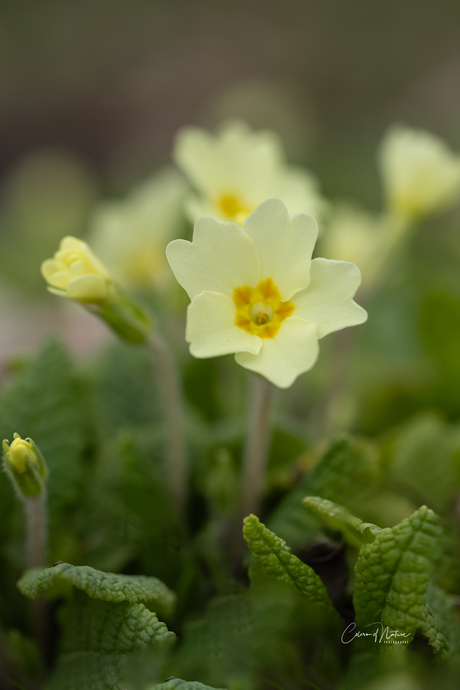 Stengelloze sleutelbloem 