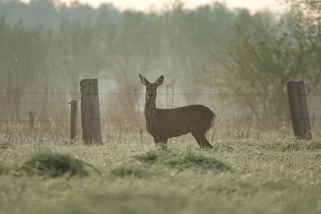 Ontmoeting met een ree