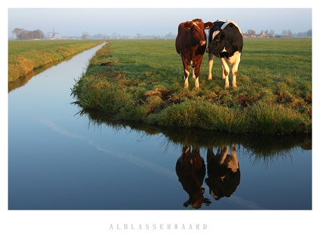Koeien reflecties