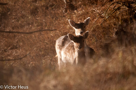 Amsterdamse waterleidingsduinen