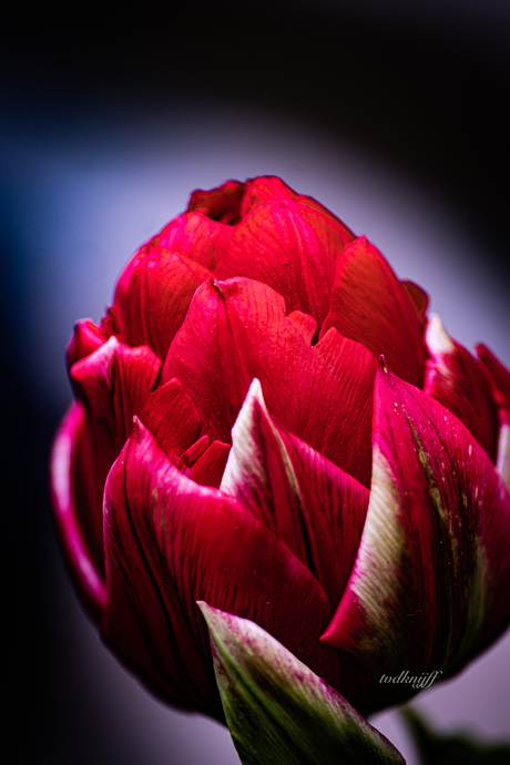 Red tulip