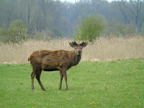 Nieuwsgierig Edelhert