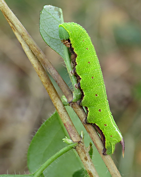 Glasvleugelpijlstaart